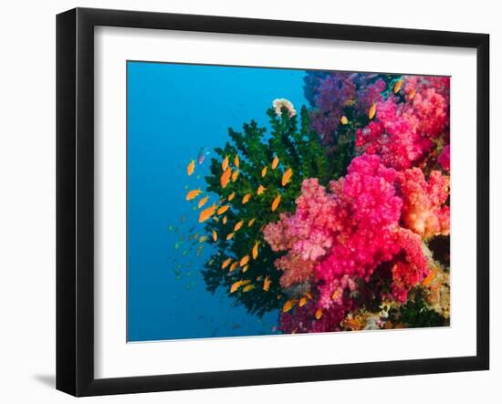 Multicolor Soft Corals, Coral Reef, Bligh Water Area, Viti Levu, Fiji Islands, South Pacific-Michele Westmorland-Framed Photographic Print