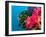 Multicolor Soft Corals, Coral Reef, Bligh Water Area, Viti Levu, Fiji Islands, South Pacific-Michele Westmorland-Framed Photographic Print