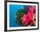 Multicolor Soft Corals, Coral Reef, Bligh Water Area, Viti Levu, Fiji Islands, South Pacific-Michele Westmorland-Framed Photographic Print