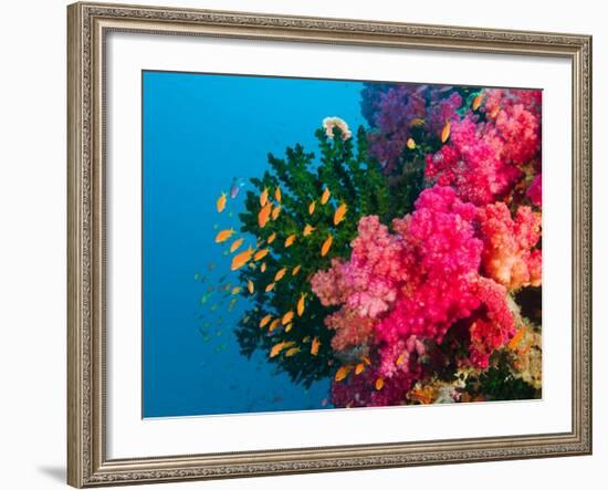 Multicolor Soft Corals, Coral Reef, Bligh Water Area, Viti Levu, Fiji Islands, South Pacific-Michele Westmorland-Framed Photographic Print