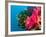 Multicolor Soft Corals, Coral Reef, Bligh Water Area, Viti Levu, Fiji Islands, South Pacific-Michele Westmorland-Framed Photographic Print