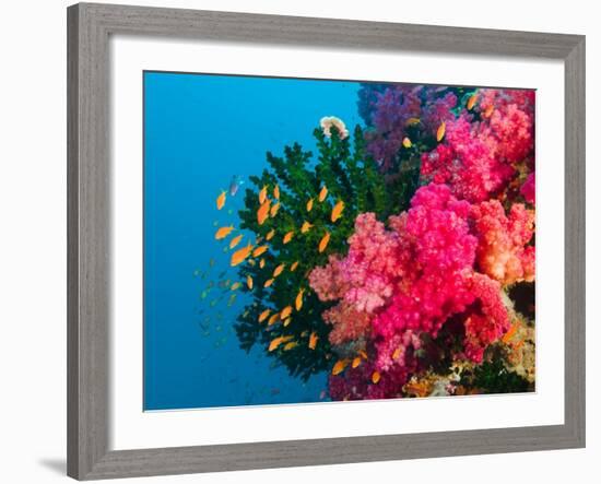 Multicolor Soft Corals, Coral Reef, Bligh Water Area, Viti Levu, Fiji Islands, South Pacific-Michele Westmorland-Framed Photographic Print