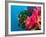 Multicolor Soft Corals, Coral Reef, Bligh Water Area, Viti Levu, Fiji Islands, South Pacific-Michele Westmorland-Framed Photographic Print