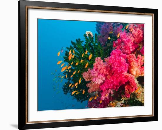 Multicolor Soft Corals, Coral Reef, Bligh Water Area, Viti Levu, Fiji Islands, South Pacific-Michele Westmorland-Framed Photographic Print