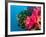 Multicolor Soft Corals, Coral Reef, Bligh Water Area, Viti Levu, Fiji Islands, South Pacific-Michele Westmorland-Framed Photographic Print