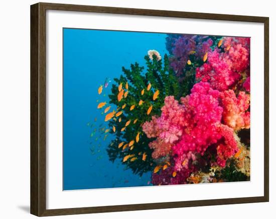 Multicolor Soft Corals, Coral Reef, Bligh Water Area, Viti Levu, Fiji Islands, South Pacific-Michele Westmorland-Framed Photographic Print