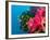 Multicolor Soft Corals, Coral Reef, Bligh Water Area, Viti Levu, Fiji Islands, South Pacific-Michele Westmorland-Framed Photographic Print