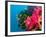 Multicolor Soft Corals, Coral Reef, Bligh Water Area, Viti Levu, Fiji Islands, South Pacific-Michele Westmorland-Framed Photographic Print