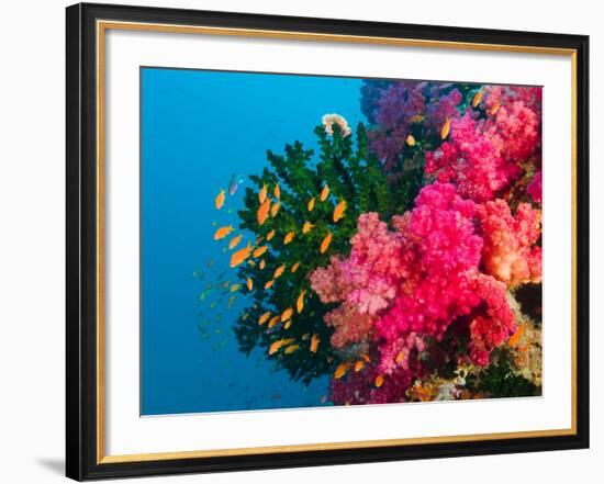 Multicolor Soft Corals, Coral Reef, Bligh Water Area, Viti Levu, Fiji Islands, South Pacific-Michele Westmorland-Framed Photographic Print