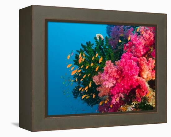 Multicolor Soft Corals, Coral Reef, Bligh Water Area, Viti Levu, Fiji Islands, South Pacific-Michele Westmorland-Framed Premier Image Canvas