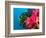 Multicolor Soft Corals, Coral Reef, Bligh Water Area, Viti Levu, Fiji Islands, South Pacific-Michele Westmorland-Framed Photographic Print