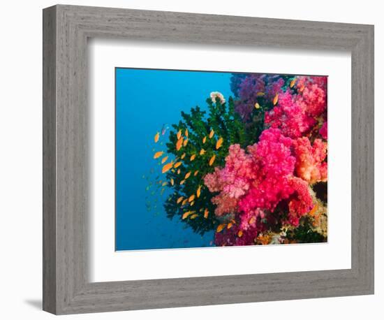 Multicolor Soft Corals, Coral Reef, Bligh Water Area, Viti Levu, Fiji Islands, South Pacific-Michele Westmorland-Framed Photographic Print