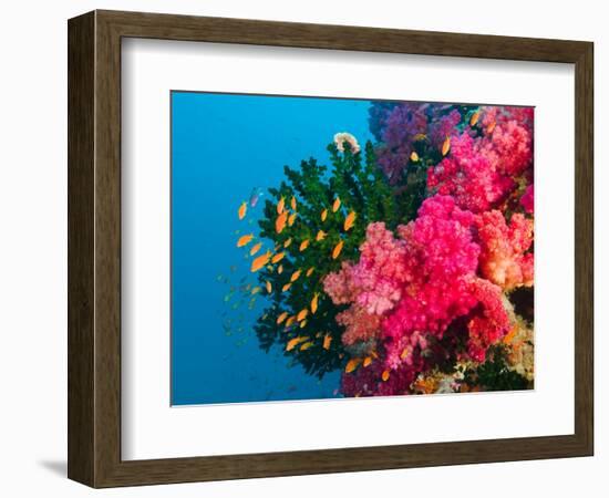 Multicolor Soft Corals, Coral Reef, Bligh Water Area, Viti Levu, Fiji Islands, South Pacific-Michele Westmorland-Framed Photographic Print