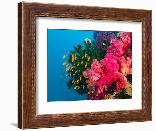 Multicolor Soft Corals, Coral Reef, Bligh Water Area, Viti Levu, Fiji Islands, South Pacific-Michele Westmorland-Framed Photographic Print