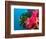 Multicolor Soft Corals, Coral Reef, Bligh Water Area, Viti Levu, Fiji Islands, South Pacific-Michele Westmorland-Framed Photographic Print