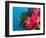 Multicolor Soft Corals, Coral Reef, Bligh Water Area, Viti Levu, Fiji Islands, South Pacific-Michele Westmorland-Framed Photographic Print