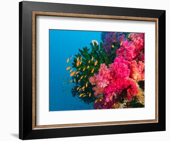 Multicolor Soft Corals, Coral Reef, Bligh Water Area, Viti Levu, Fiji Islands, South Pacific-Michele Westmorland-Framed Photographic Print