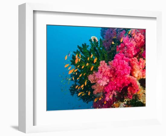 Multicolor Soft Corals, Coral Reef, Bligh Water Area, Viti Levu, Fiji Islands, South Pacific-Michele Westmorland-Framed Photographic Print