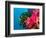 Multicolor Soft Corals, Coral Reef, Bligh Water Area, Viti Levu, Fiji Islands, South Pacific-Michele Westmorland-Framed Photographic Print