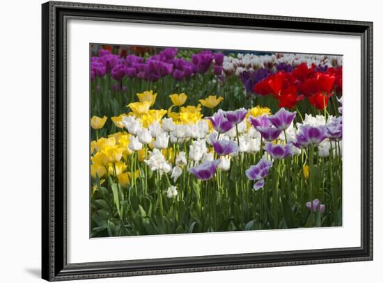 Multicolor Tulip Flowerbeds-Anna Miller-Framed Photographic Print