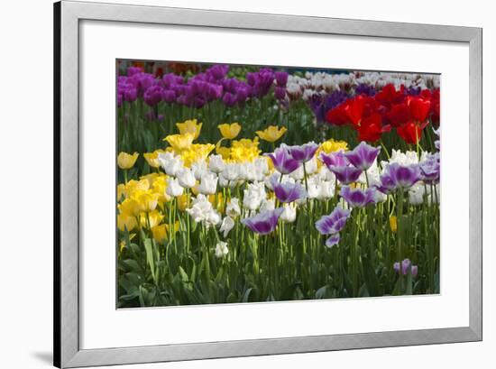 Multicolor Tulip Flowerbeds-Anna Miller-Framed Photographic Print