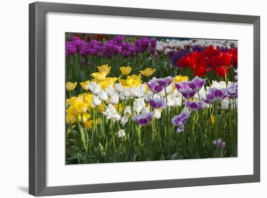 Multicolor Tulip Flowerbeds-Anna Miller-Framed Photographic Print