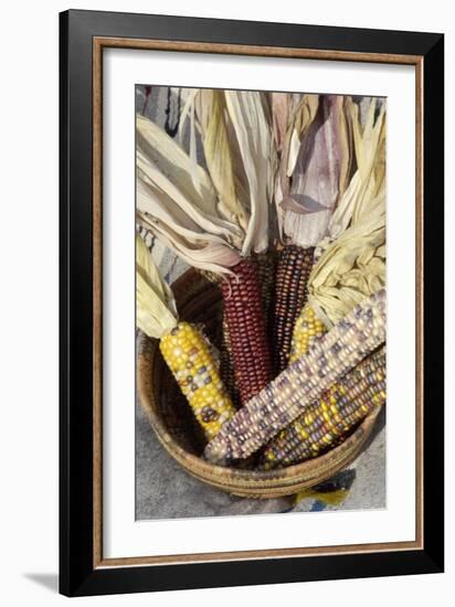 Multicolored Corn, a Native American Staple Crop, in an Indian Basket-null-Framed Giclee Print