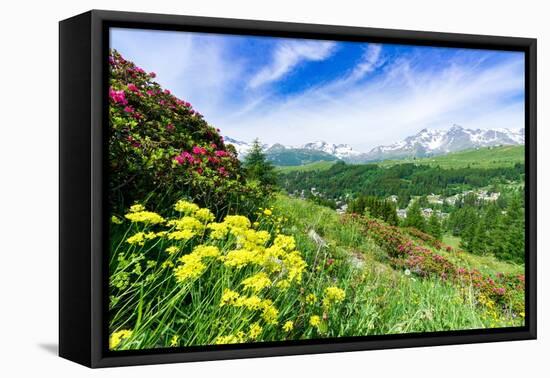 Multicolored flowers in summer, Madesimo, Valle Spluga, Valtellina, Lombardy, Italy, Europe-Roberto Moiola-Framed Premier Image Canvas