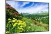 Multicolored flowers in summer, Madesimo, Valle Spluga, Valtellina, Lombardy, Italy, Europe-Roberto Moiola-Mounted Photographic Print