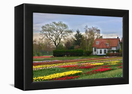 Multicolored Tulips Field in Keukenhof, the Netherlands-sborisov-Framed Premier Image Canvas