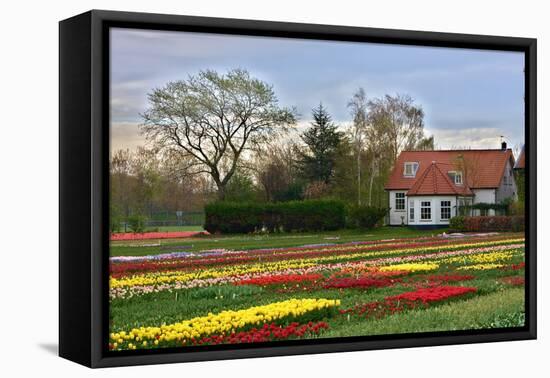 Multicolored Tulips Field in Keukenhof, the Netherlands-sborisov-Framed Premier Image Canvas