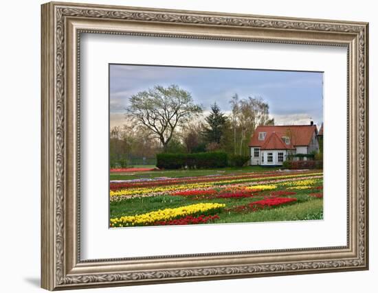 Multicolored Tulips Field in Keukenhof, the Netherlands-sborisov-Framed Photographic Print