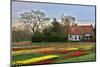 Multicolored Tulips Field in Keukenhof, the Netherlands-sborisov-Mounted Photographic Print