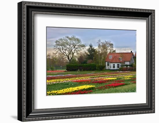 Multicolored Tulips Field in Keukenhof, the Netherlands-sborisov-Framed Photographic Print