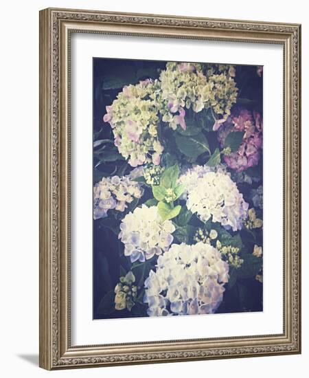 Multicoloured Blossoming Hydrangeas (Hydrangea-Frina-Framed Photographic Print