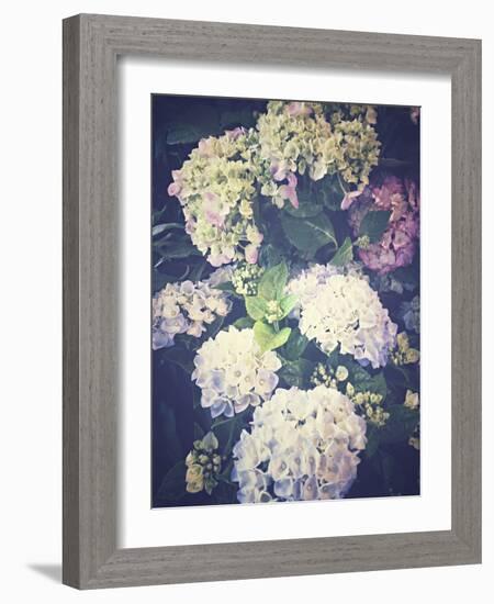 Multicoloured Blossoming Hydrangeas (Hydrangea-Frina-Framed Photographic Print