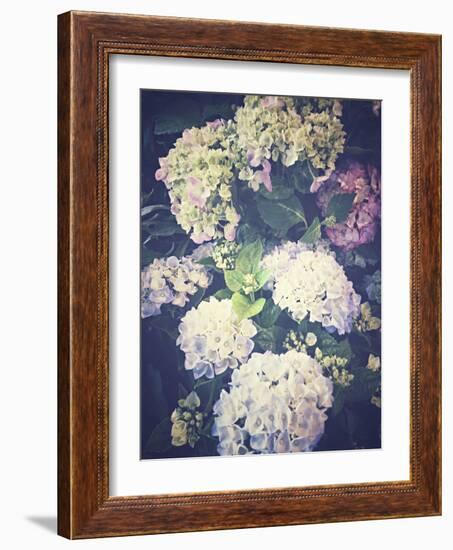 Multicoloured Blossoming Hydrangeas (Hydrangea-Frina-Framed Photographic Print
