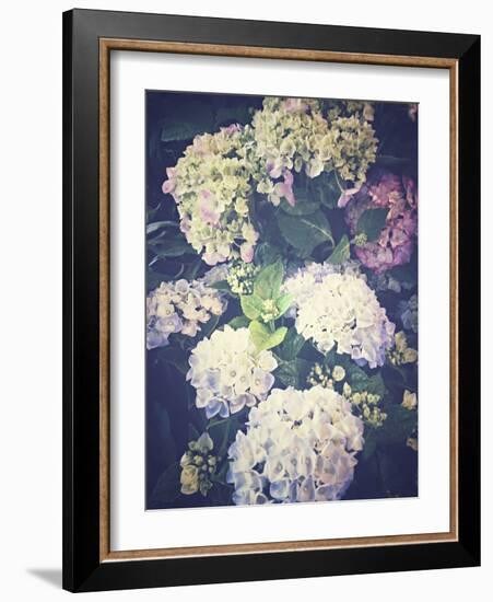 Multicoloured Blossoming Hydrangeas (Hydrangea-Frina-Framed Photographic Print