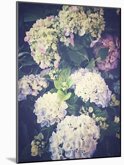 Multicoloured Blossoming Hydrangeas (Hydrangea-Frina-Mounted Photographic Print