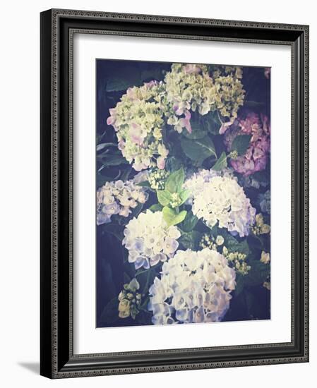 Multicoloured Blossoming Hydrangeas (Hydrangea-Frina-Framed Photographic Print