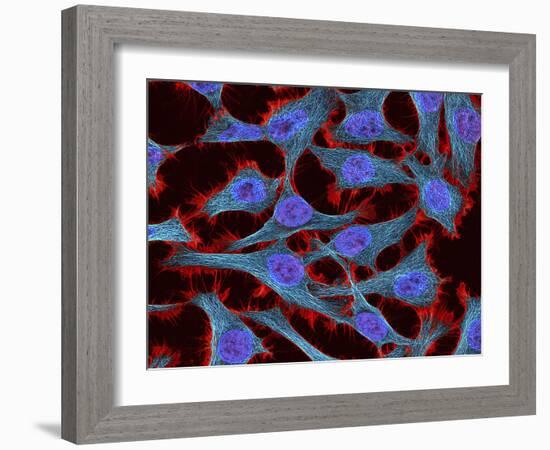 Multiphoton Fluorescence Image of Hela Cells-Stocktrek Images-Framed Photographic Print