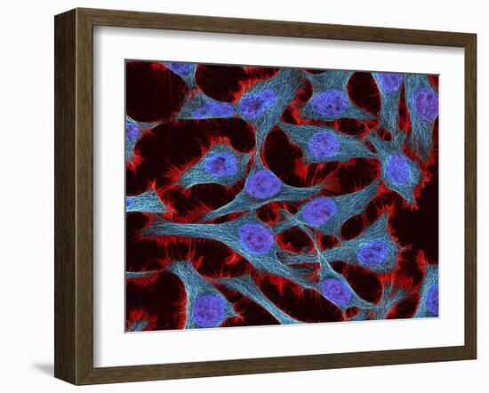 Multiphoton Fluorescence Image of Hela Cells-Stocktrek Images-Framed Photographic Print