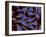 Multiphoton Fluorescence Image of Hela Cells-Stocktrek Images-Framed Photographic Print