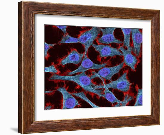 Multiphoton Fluorescence Image of Hela Cells-Stocktrek Images-Framed Photographic Print