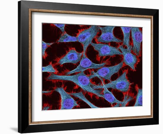 Multiphoton Fluorescence Image of Hela Cells-Stocktrek Images-Framed Photographic Print