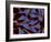 Multiphoton Fluorescence Image of Hela Cells-Stocktrek Images-Framed Photographic Print