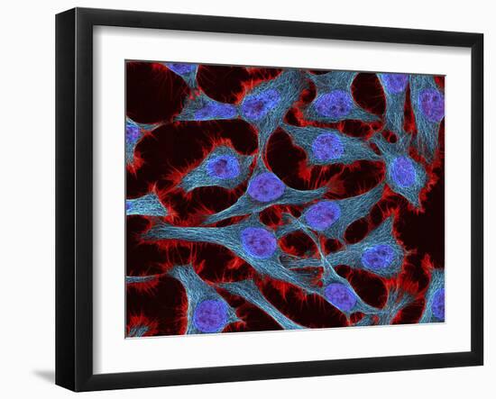 Multiphoton Fluorescence Image of Hela Cells-Stocktrek Images-Framed Photographic Print