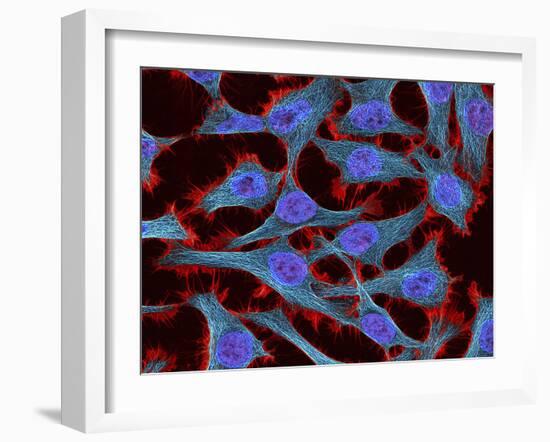 Multiphoton Fluorescence Image of Hela Cells-Stocktrek Images-Framed Photographic Print