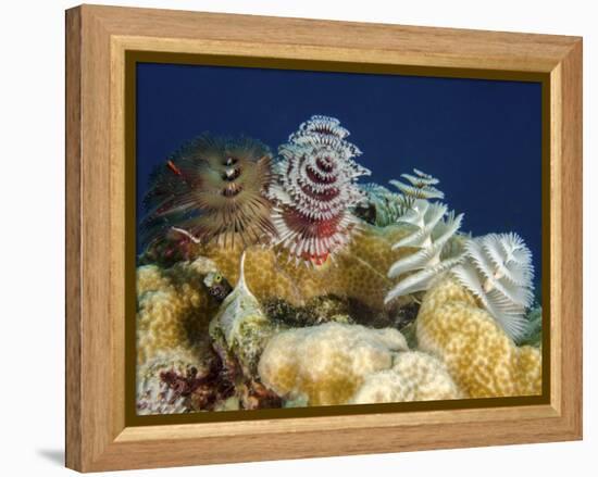 Multiple Christmas Tree Worms, Curacao-Stocktrek Images-Framed Premier Image Canvas