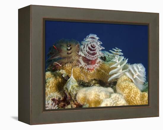 Multiple Christmas Tree Worms, Curacao-Stocktrek Images-Framed Premier Image Canvas